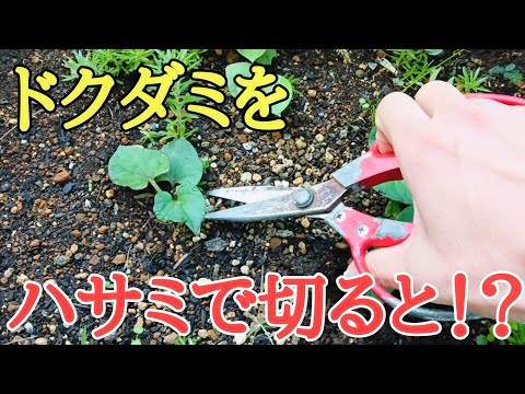 目からうろこの雑草対策｜ドクダミをハサミで切ると凄い事が起こった