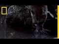 Fishing Genet Survival Strategies