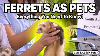 Ferrets as Pets? Everything You Didn’t Know (But Need To!) 🦦