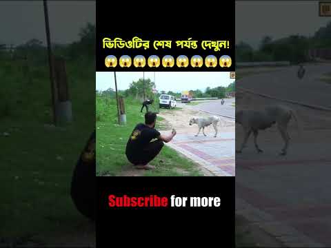 এই কুকুরটিকে কেন ফায়ার করলো জেনে চমকে উঠবেন #shorts #trandingshorts #মায়াজাল