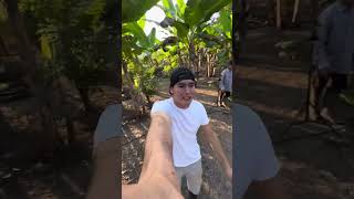 El sistema de riego más económico en cacao y plátano 