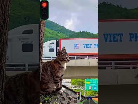 Phản ứng hài hước của chú mèo khi nghe tiếng còi xe tải vui nhộn