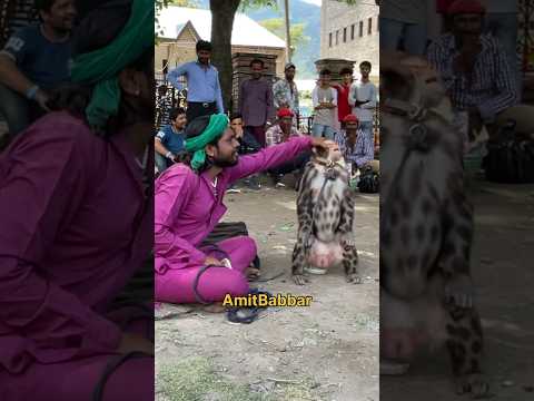यह बंदर तो bank में manager निकला #bandar #bandarkakhel #animals #mela #fair #monkey #trend