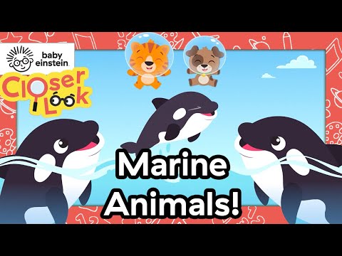 A Closer Look at Marine Animals! | Baby Einstein | Learning Show for Toddlers | Education for Kids