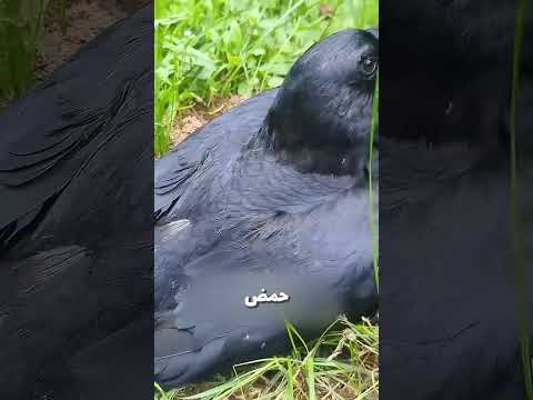اوعا تاكل غراب في حياتك