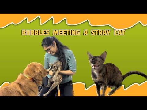 Bubbles Meeting a Stray Cat for the first time 👀❤️