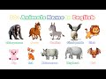 Exploring Animal Names in English