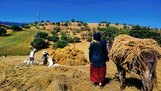 🇮🇷 Vom Feld auf den Teller – harte Arbeit eines Dorfmädchens 🌾💪#Dorfmädchen #Iran 🌾🇮🇷