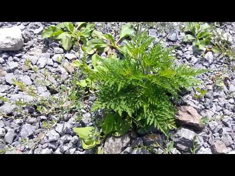 请注意这种毒草豚草（Ragweed）引起花粉症 - YouTube