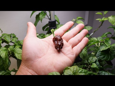 What's That Pepper Ep140 - Chocolate Primotalii