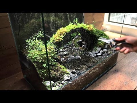 See What Happens to Mini Forest Bridge after 6 months
