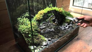 See What Happens to Mini Forest Bridge after 6 months