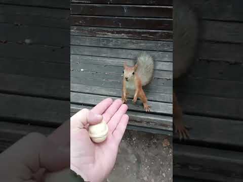 Ещё одна белка, которая не умеет прыгать / Another squirrel that can't jump