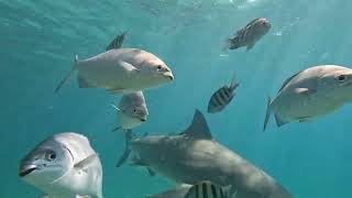 Bimini Bull Sharks