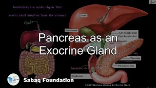 Pancreas as an Exocrine Gland