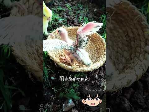 เลี้ยงลูกนก