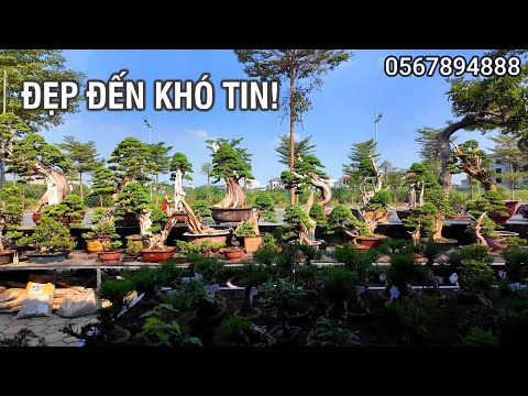 Dàn Bonsai Nhật được tạo tác bởi chàng trai Hà Nội