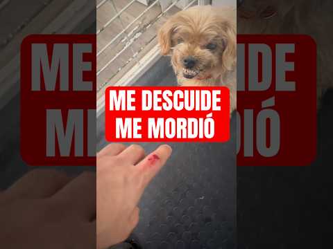 ME MORDIÓ ESTA PERRA CON DIABETES! #dog #shorts  #victorthegroomer