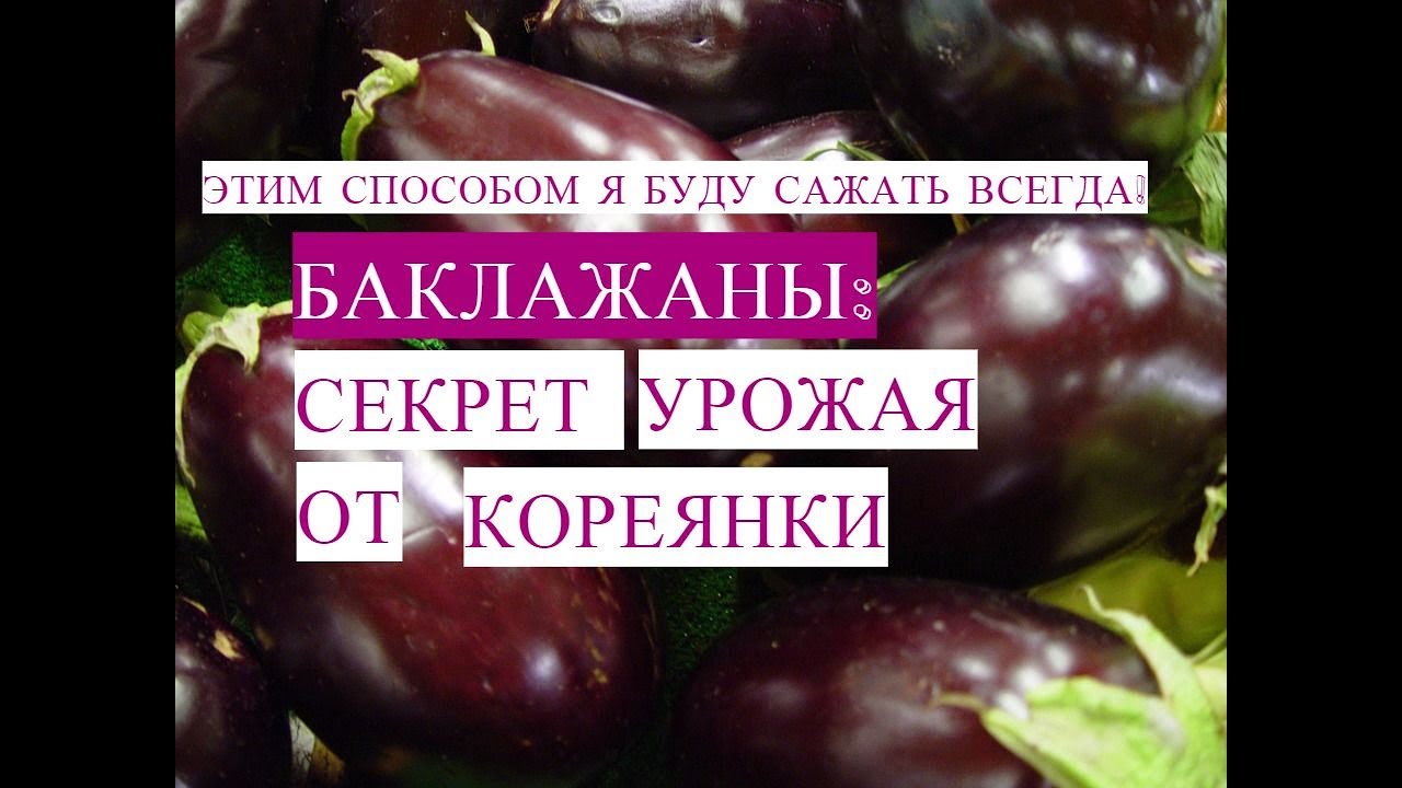 Выращивание Баклажанов Методом Кореянки. Так Баклажаны Буду Сажать Всегда