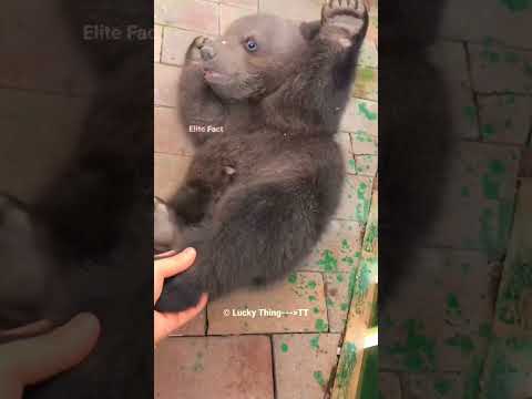 "The Bear Who Said Goodbye" 🥹
