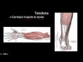 Exploring the Musculoskeletal System for 7th Grade Science