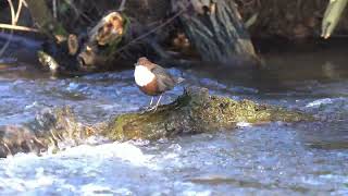 Wasseramsel am Heimbach bei Greding.