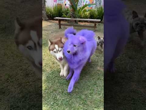CACHORRA ROXA *tinta propia pra pera!
