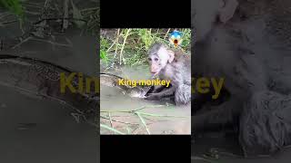 king monkey #Muhammadikramoff#youtube