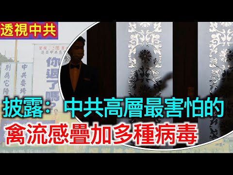 【透視中共-合集】中共公安部良心人士透露高層最怕的｜上海禁活禽交易 禽流感疊加多種病毒｜2025/01/10