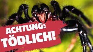 GIFTIGSTE SPINNE DER WELT? | Neuigkeiten zur Trichternetzspinne | Riesenexemplar gefunden?