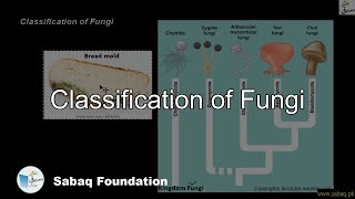 Classification of Fungi