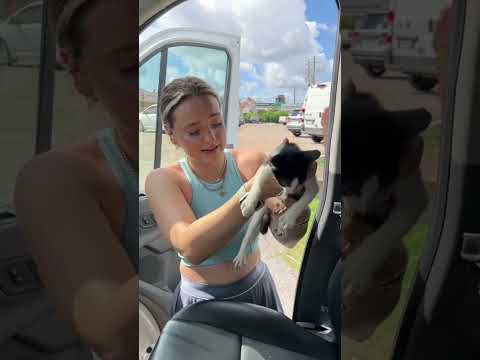 we rescued a kitty from the highway on our way to decorate a clients home!! ?