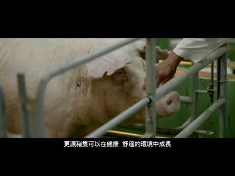 友善動物、人道飼養、拚100分的養豬場！在品質的路上，我們心無雜念 - YouTube