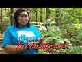 Tree Identification Using a Dichotomous Key