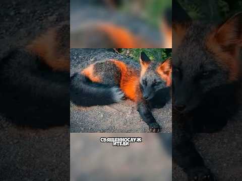 Редкие фотографии #фотографии #история