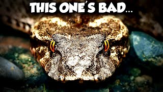 THIS is the Snake Bite to Worry About - The Death Adder