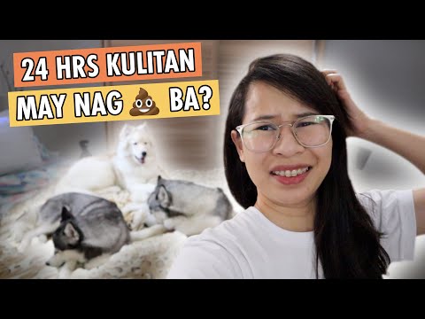 24 HOUR IN THE ROOM CHALLENGE WITH MY 3 HUSKY DOGS (PHILIPPINES)