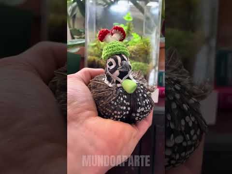 olha que fofura esses pintinhos