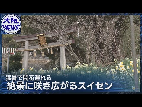 【八尾・玉祖神社】2000平方メートルに咲くスイセン 春の訪れ感じる…梅も見ごろ