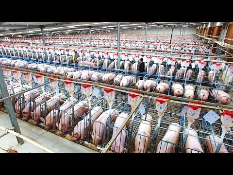 Largest Pig Raising Farm In World - Pork Slaughter & Cutting Line - Dairy Breeding & Milking Process