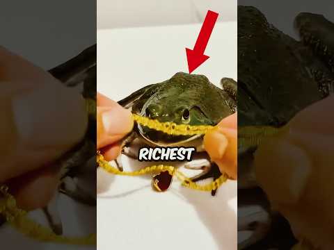 This is the RICHEST frog in the WORLD! 😱🤑