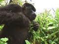 Understanding Gorilla Behavior and Safety