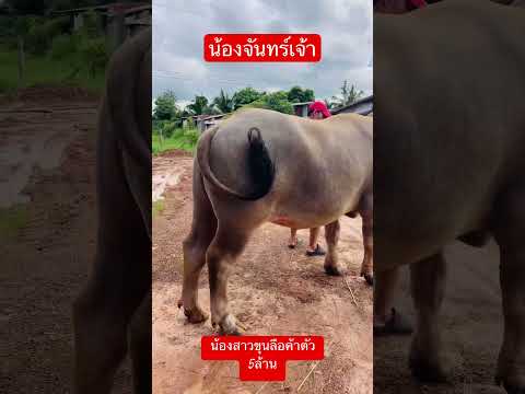 พ่อสีควายงามอุดรควายงามน้องจันทร์เจ้าขุนลือขุนลือค่าตัว5ล้าน