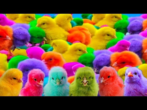 Ayam Lucu, ayam warna warni, ayam rainbow, kelinci lucu,bebek lucu, ikan koi, Hewan Lucu