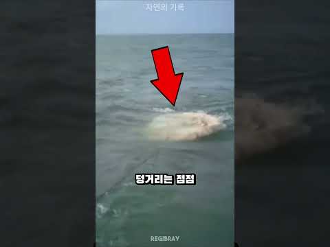이 동물의 배설물이 수억 원 가치가 있다니, 누가 상상이나 했을까요! 💰