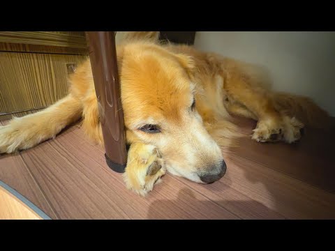 シニアになった愛犬の身体の変化について色々と考えてみた。