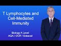 Immune System Functions and Responses
