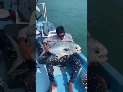 Ultimate Trick for Fishing 😱 Grabbing Giant Permit With Bare Hands (via ascensionbaylodge)