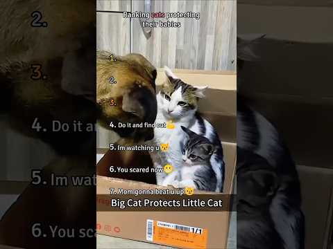 Mama cats dont play around!