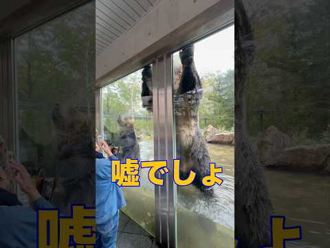 嘘でしょ⁉︎#ヒグマ#北海道#エゾヒグマ#サホロリゾートベアマウンテン#ベアマウンテン#ひぐま#羆#クマ#動物#動物園#zoo#bear